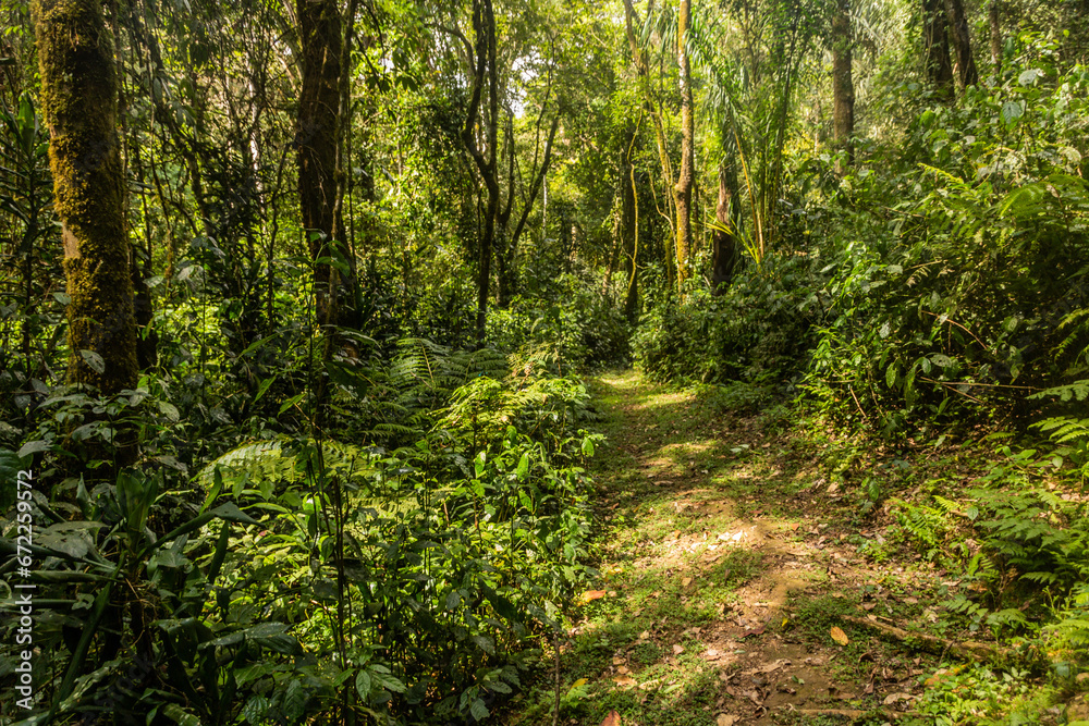 Hiking trail in Kakamega Forest Reserve, Kenya Hiking trail in Kakamega Forest Reserve, Kenya