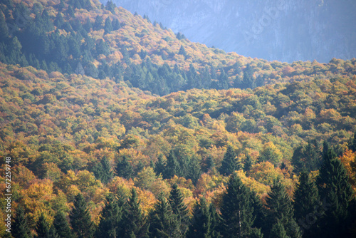 Autumn forest landscape with yellow folige