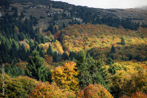 Autumn forest landscape with yellow folige photo