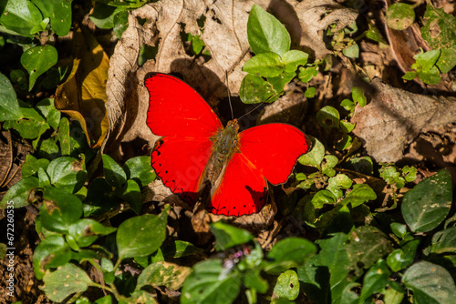 Hobart's Red Glider (Cymothoe hobarti) butterfly in Kakamega Forest Reserve, Kenya photo