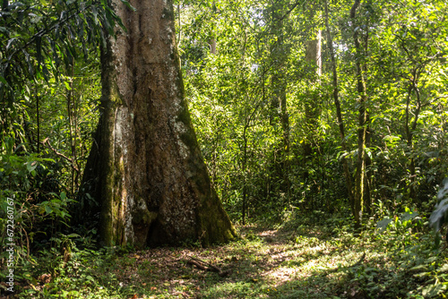 Tree in Kakamega Forest Reserve, Kenya