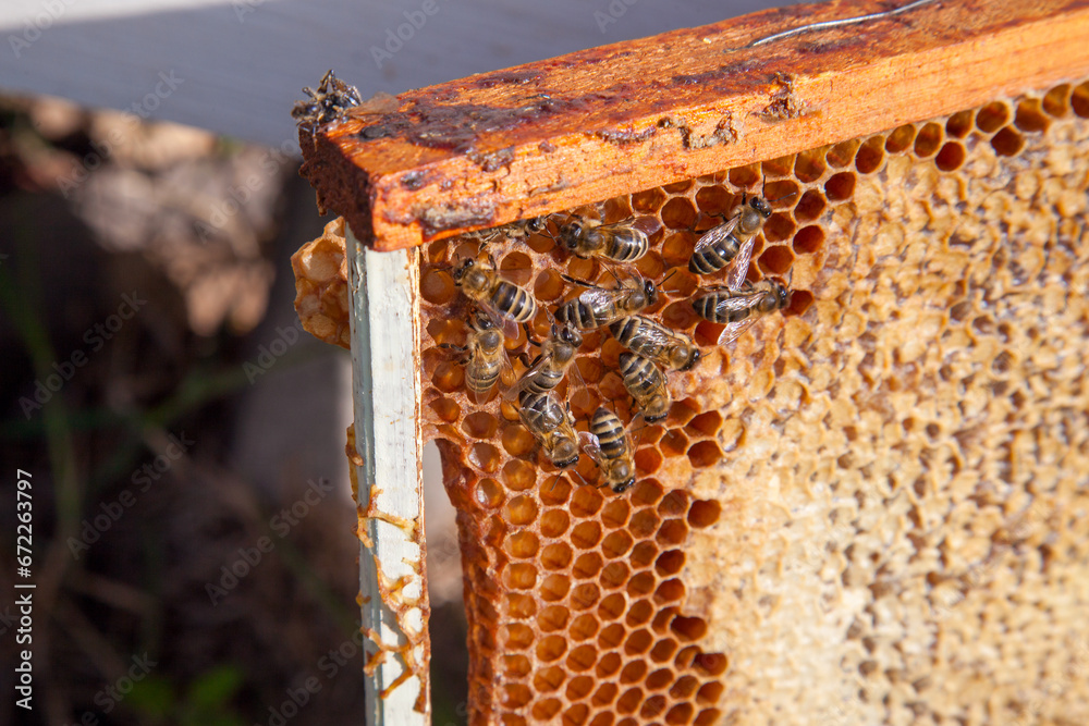 Working bee on the honeycomb with sweet honey.. Working bee on the honeycomb with sweet honey..