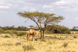 Camel near Marsabit town, Kenya