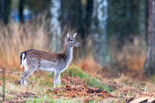 Deer