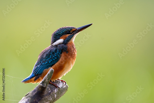 Zimorodek Kingfisher © Mateusz