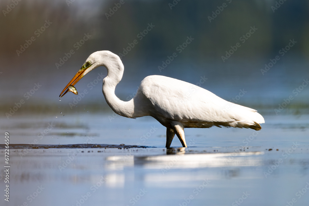 Czapla biała heron