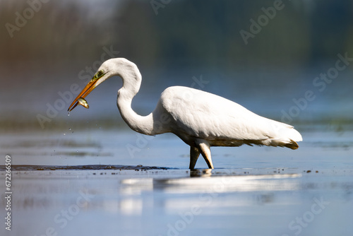 Obraz na płótnie Czapla biała heron w salonie