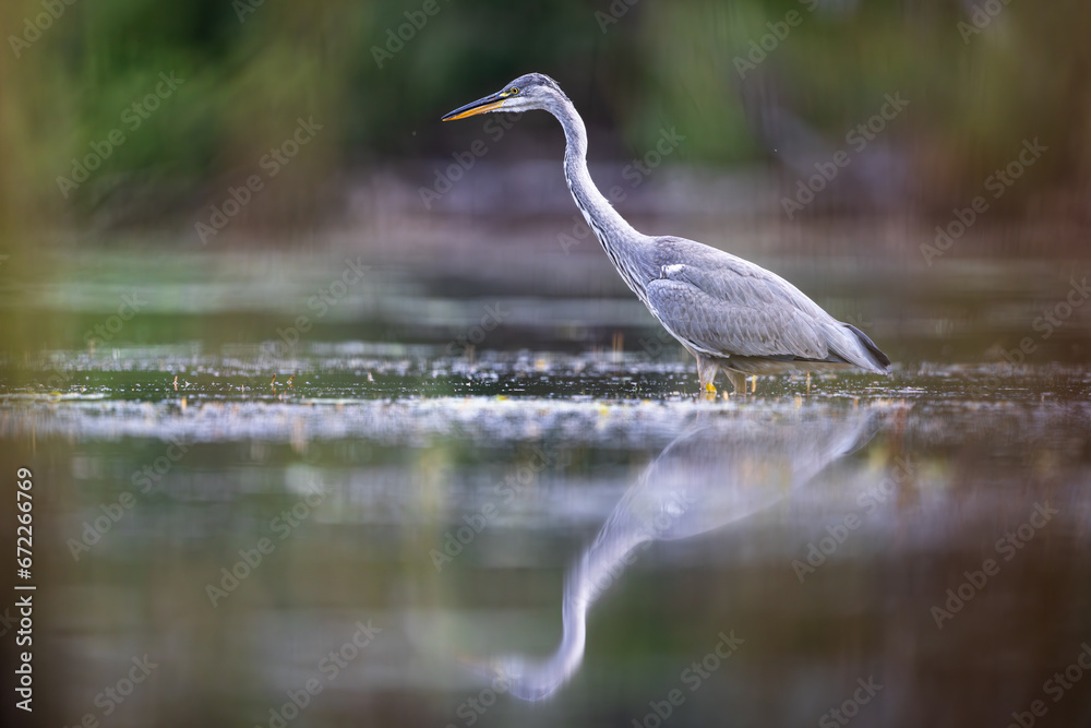 Czapla siwa heron