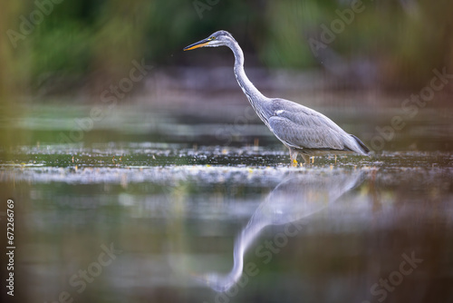 Obraz na płótnie Czapla siwa heron w salonie