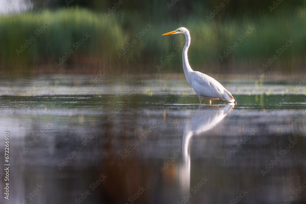 Czapla biała heron