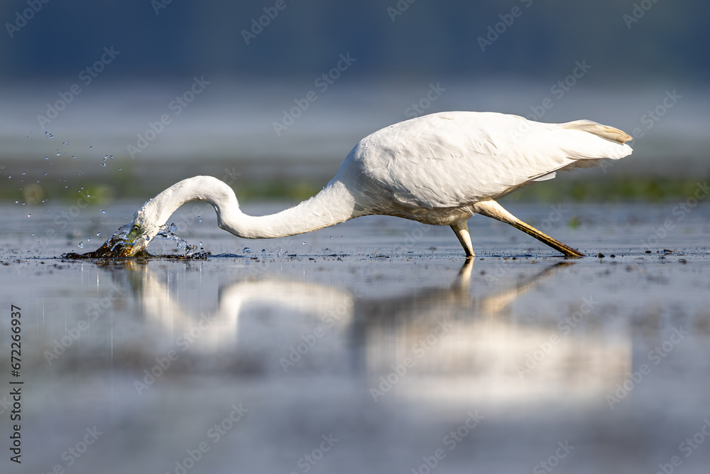 Czapla biała heron