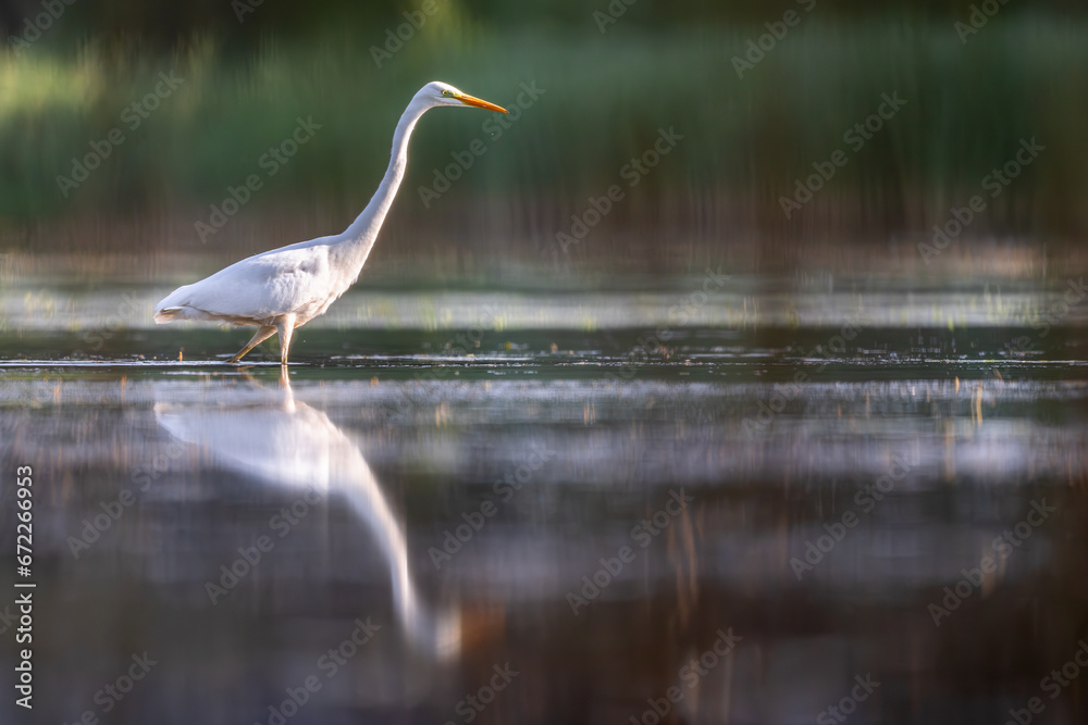 Czapla biała heron