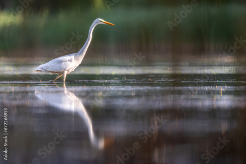 Obraz na płótnie Czapla biała heron w salonie