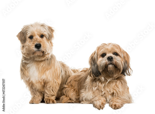 Two Lhasa Apso dogs sitting together, cut out
