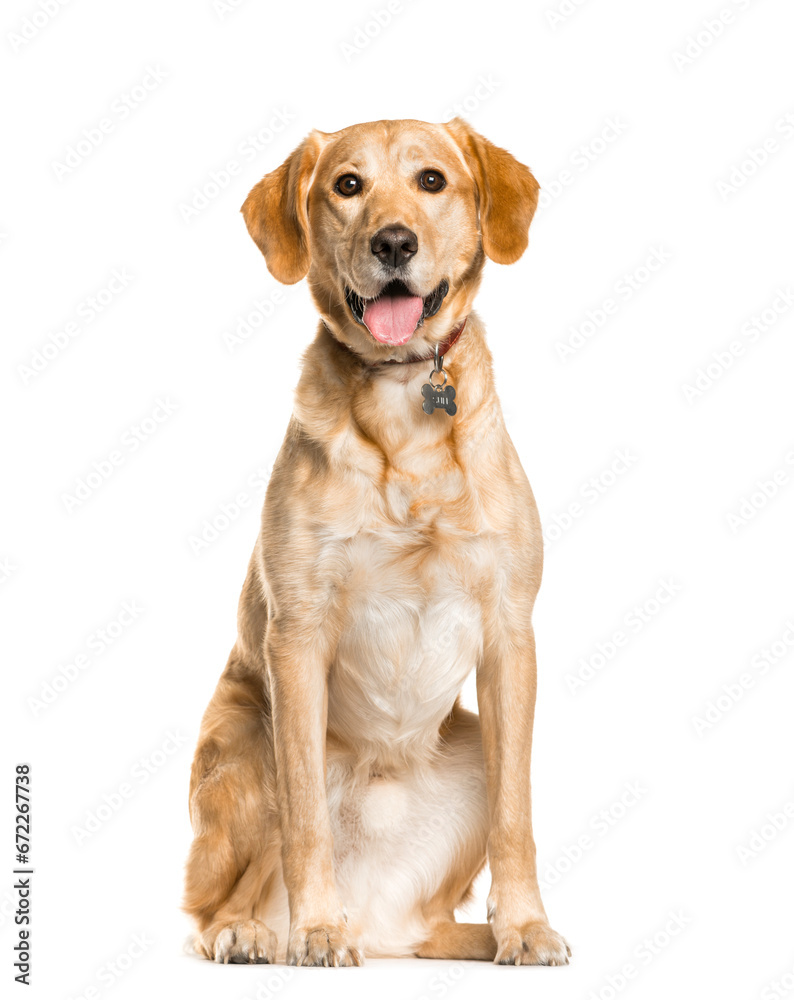 Sitting Mixed breed Dog panting, cut out