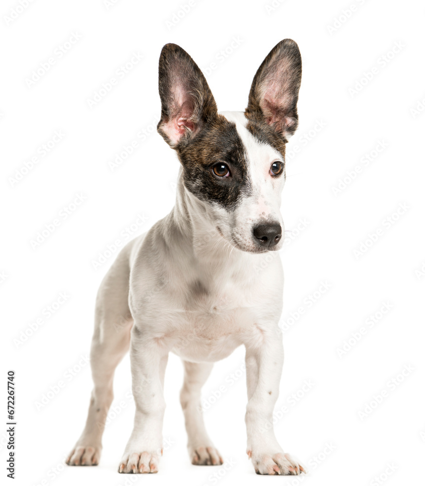 Standing Jack Russell Terrier puppy, cut out