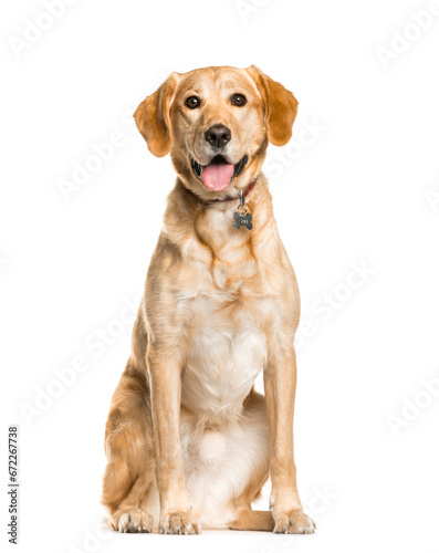 Fototapeta Naklejka Na Ścianę i Meble -  Sitting Mixed breed Dog panting, cut out