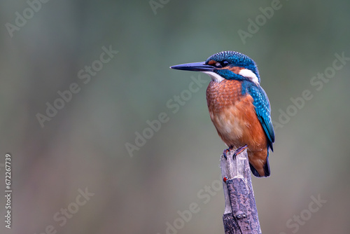 Zimorodek Kingfisher