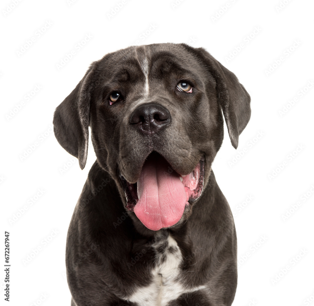 Close-up of a panting Cane Corse Dog, cut out