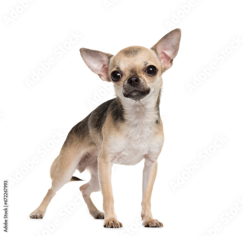 Standing Chihuahua dog, pet, cut-out © Eric Isselée