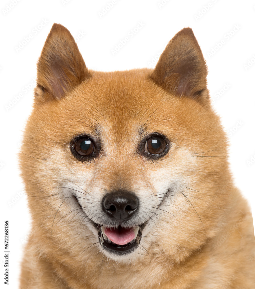 Close-up of a Panting Cross-breed Dog, cut out