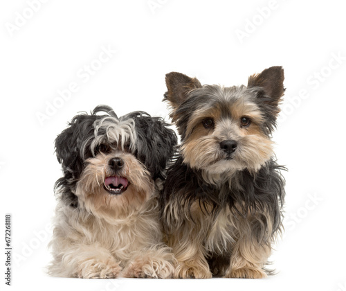 Two dogs sitting together, Yorkshire Terrier and Shih Tzu, cut out