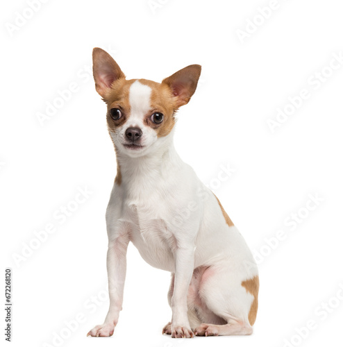 Portrait of a Chihuahua dog sitting in front of a white background © Eric Isselée