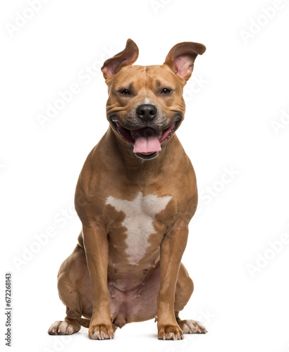 American Staffordshire Terrier dog sitting and panting  cut out