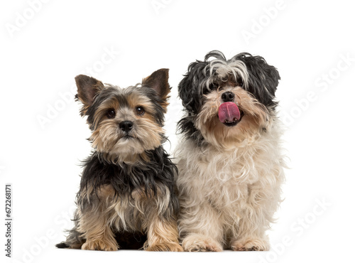 Two dogs sitting together, Yorkshire Terrier and Shih Tzu, cut out