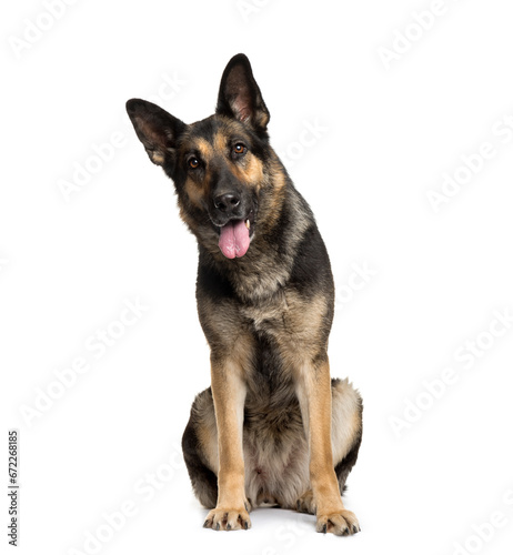 sitting German Shepherd Dog panting, cut out