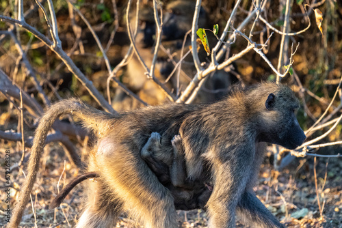 Chacma Baboon, Papio ursinus, baby with its mother, Chobe National Park, Botswana.