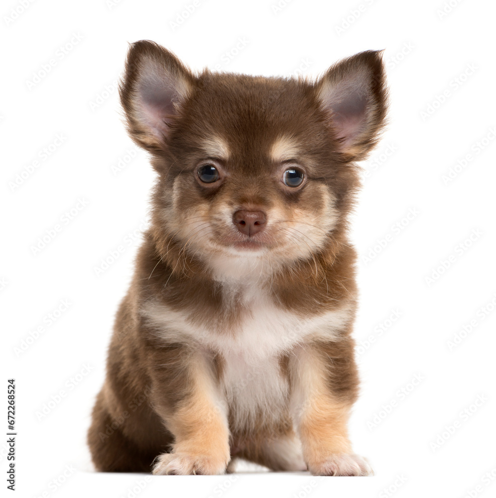 Brown Chihuahua sitting in front, Dog, pet, studio photography, cut out