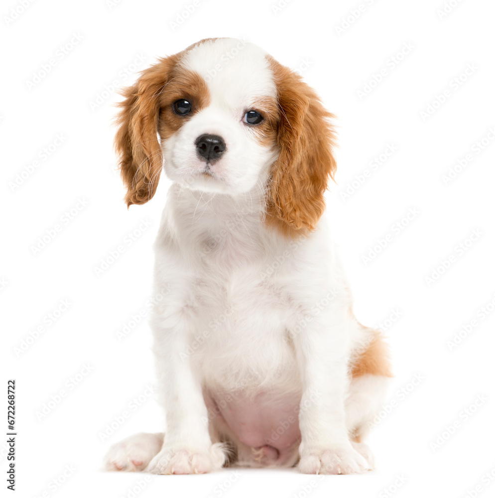 Mixed-breed Dog sitting and looking the camera, Dog, pet, studio photography, cut out
