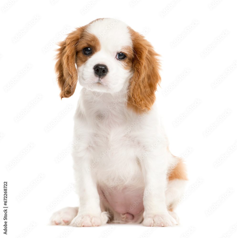 Mixed-breed Dog sitting and looking the camera, Dog, pet, studio photography, cut out Mixed-breed Dog sitting and looking the camera, Dog, pet, studio photography, cut out