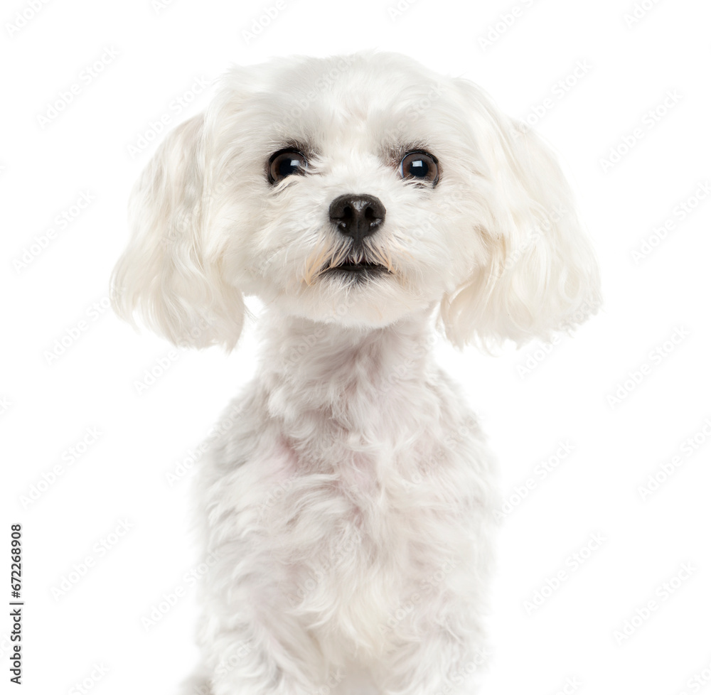 Close-up of a Mixed-breed Dog Looking at the camera, Dog, pet, studio photography, cut out