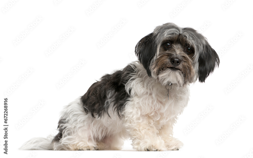 Mixed-breed Dog sitting and looking the camera, Dog, pet, studio photography, cut out Mixed-breed Dog sitting and looking the camera, Dog, pet, studio photography, cut out