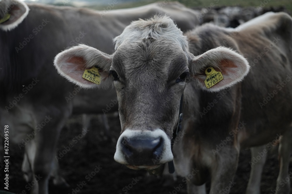 Closeup image of a cow with tags on its ear