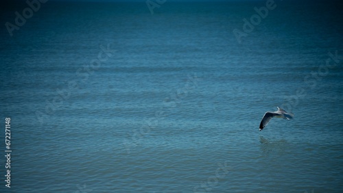 Closeup of a seagull flying over the sea