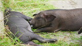Piglets Nursing from Swine Mother at Farmhouse Barn