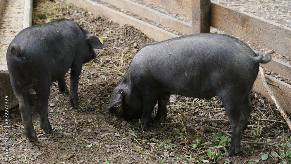 Pigs eating at organic farmhouse, rural setting, agriculture life Pigs eating at organic farmhouse, rural setting, agriculture life