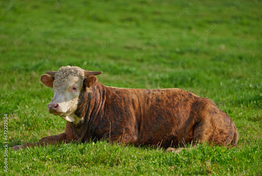 One hereford cow sitting alone on farm pasture. One hairy animal isolated against green grass on remote farmland and agriculture estate. Raising live cattle, grass fed diary farming industry One hereford cow sitting alone on farm pasture. One hairy animal isolated against green grass on remote farmland and agriculture estate. Raising live cattle, grass fed diary farming industry