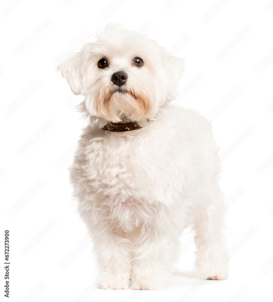 Mixed-breed Dog sittingand looking the camera, Dog, pet, studio photography, cut out Mixed-breed Dog sittingand looking the camera, Dog, pet, studio photography, cut out