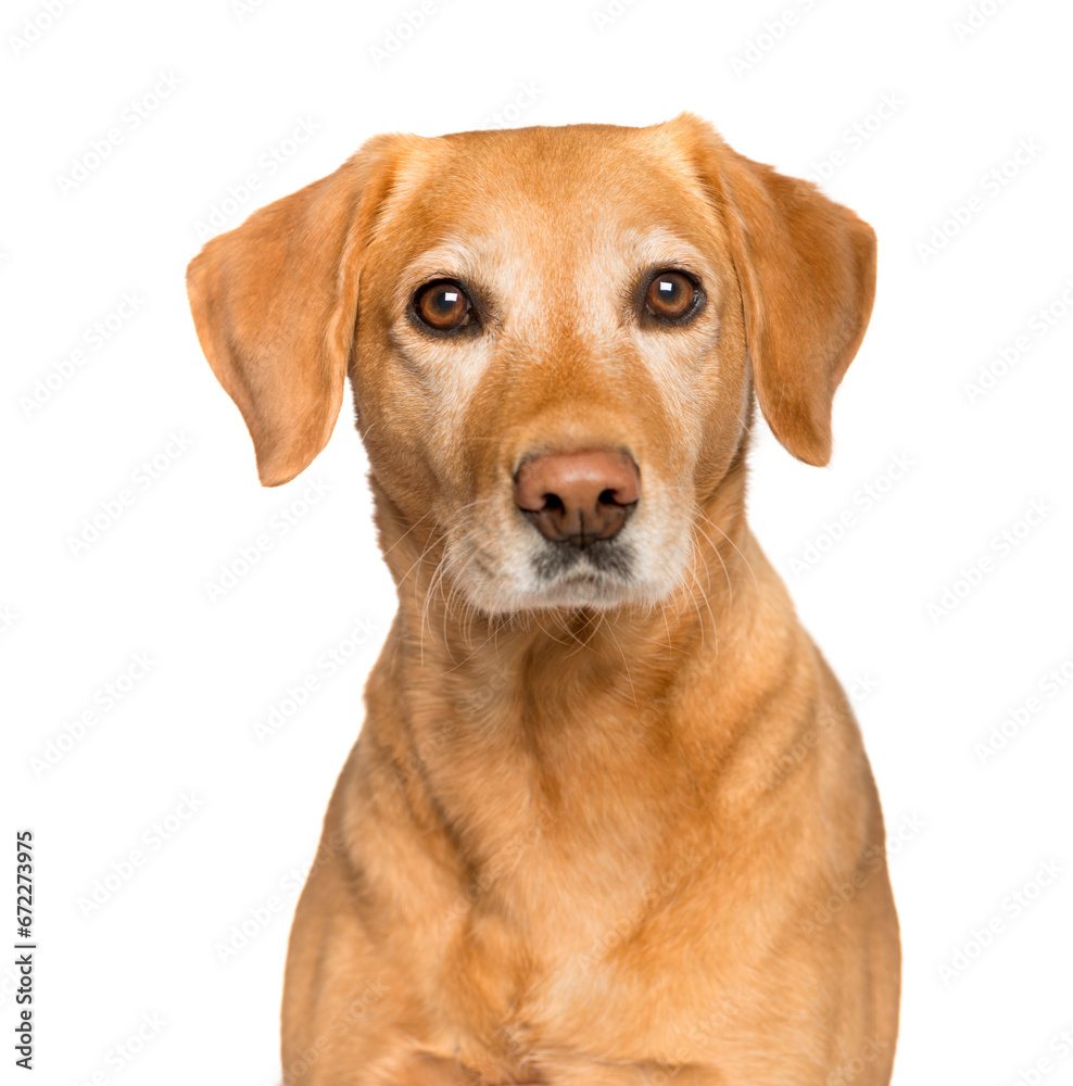 Close-up of a Mixed-breed Dog Looking at the camera, Dog, pet, studio photography, cut out