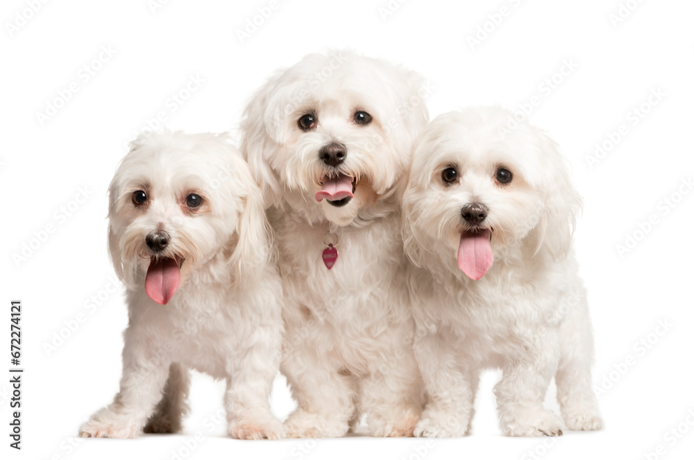 Mixed-breed Dog standing in front of the camera, Dog, pet, studio photography, cut out