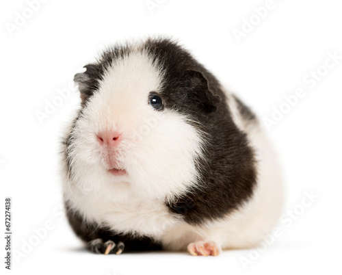 Guinea pig standing in front of a white background
