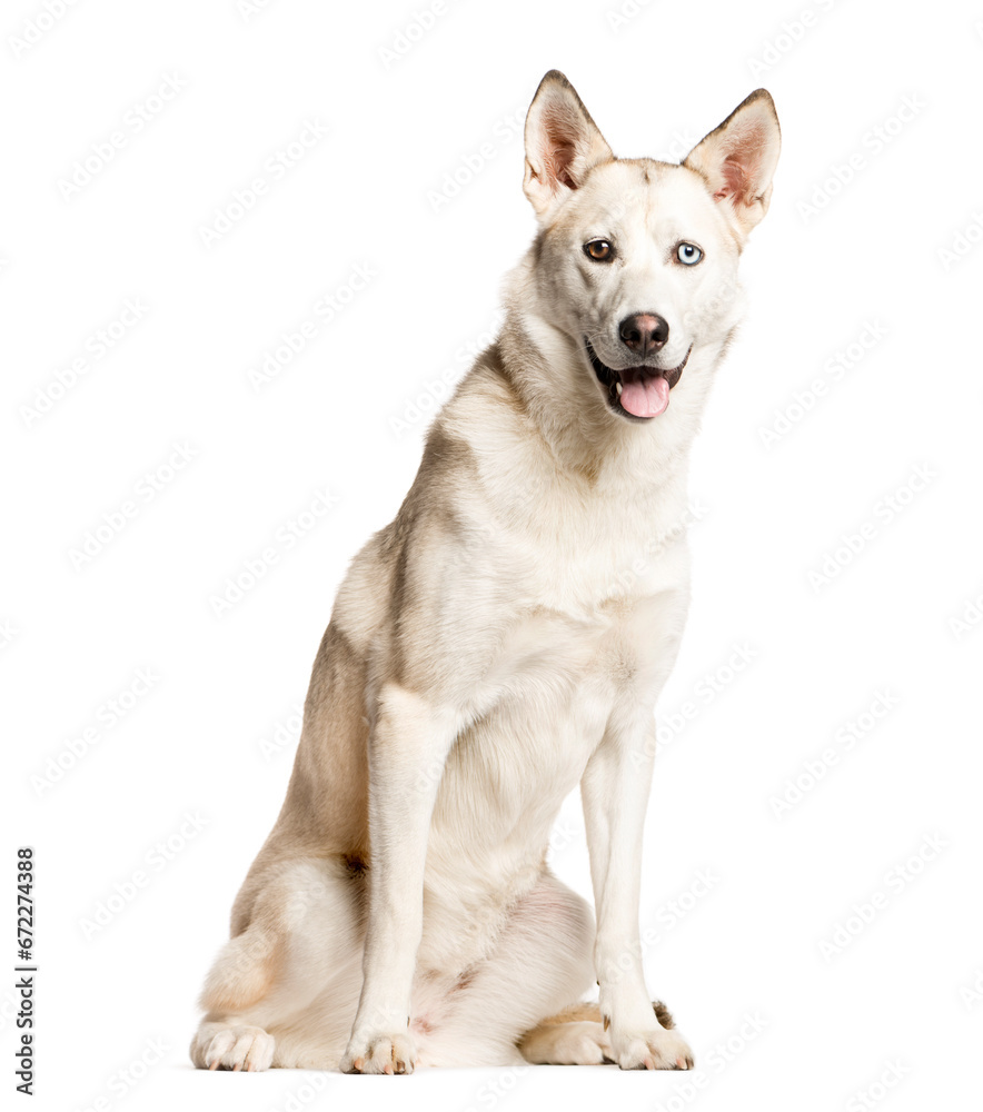 Mixed-breed Dog sitting and looking the camera, Dog, pet, studio photography, cut out Mixed-breed Dog sitting and looking the camera, Dog, pet, studio photography, cut out