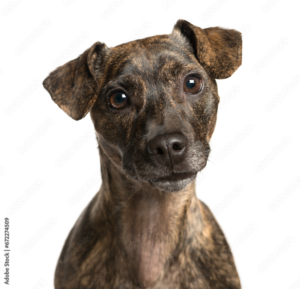 Close-up of a Mixed-breed Dog Looking at the camera, Dog, pet, studio photography, cut out Close-up of a Mixed-breed Dog Looking at the camera, Dog, pet, studio photography, cut out