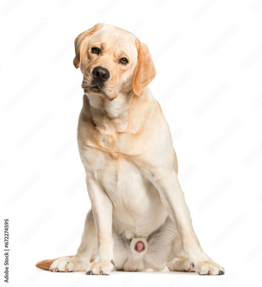 Mixed-breed Dog sitting and looking the camera, Dog, pet, studio photography, cut out