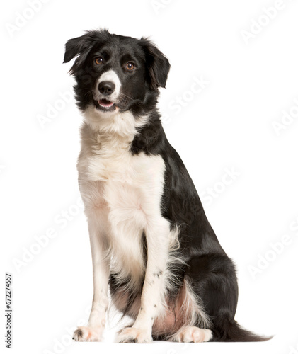 Mixed-breed Dog sitting and looking the camera, Dog, pet, studio photography, cut out