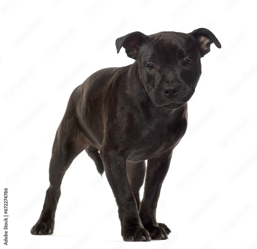 Obraz premium Mixed breed dog standing, cut out